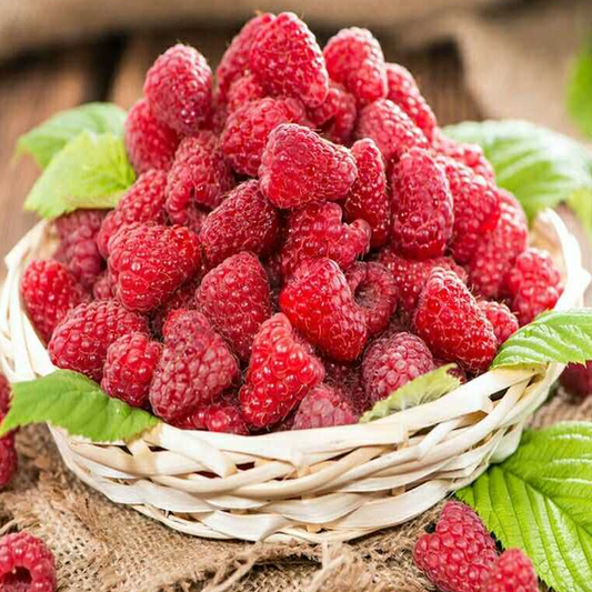 Red Raspberry Fruit Seeds