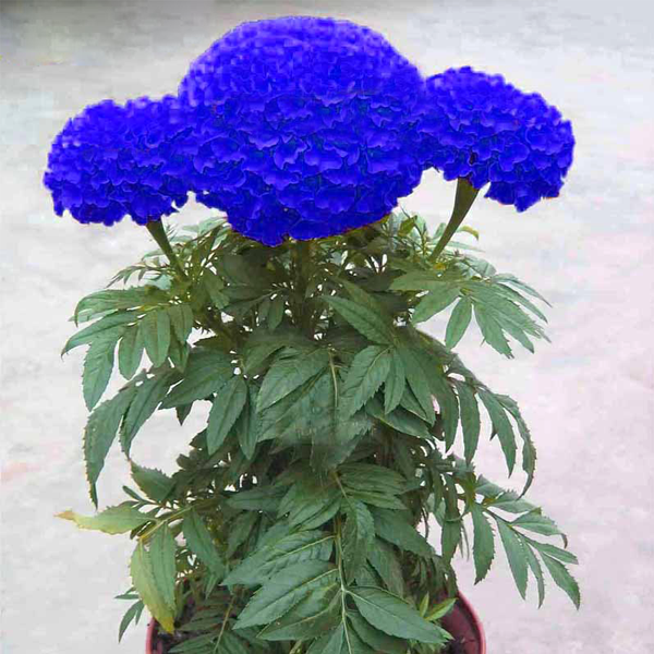 Blue Chrysanthemum Marigold Flower Seeds