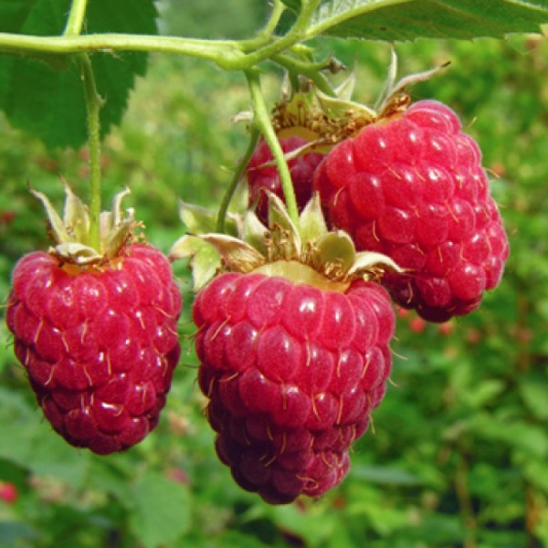 Everbearing Raspberry Organic Natural Seeds