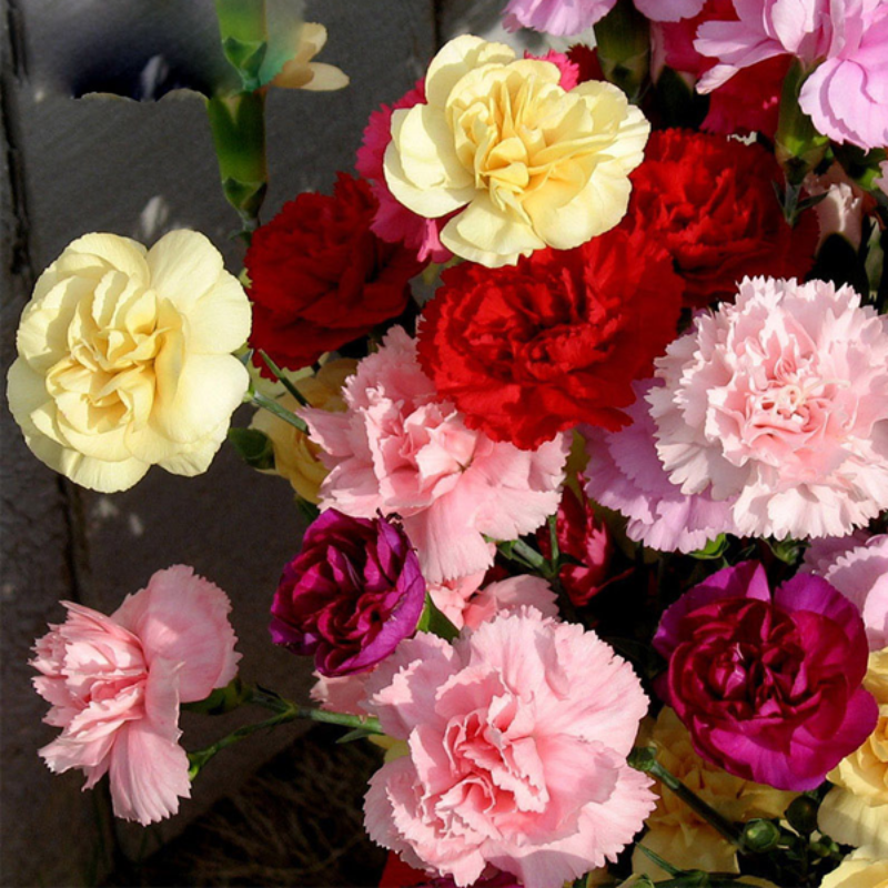 Dianthus Caryophyllus Flower Seeds