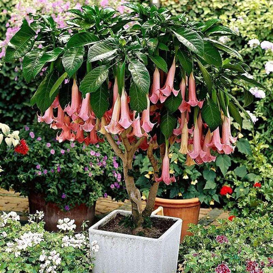 Datura, planting garden decoration outdoor flowers, plants, fruits and vegetables planting suitable for plant lovers as a gift from nature