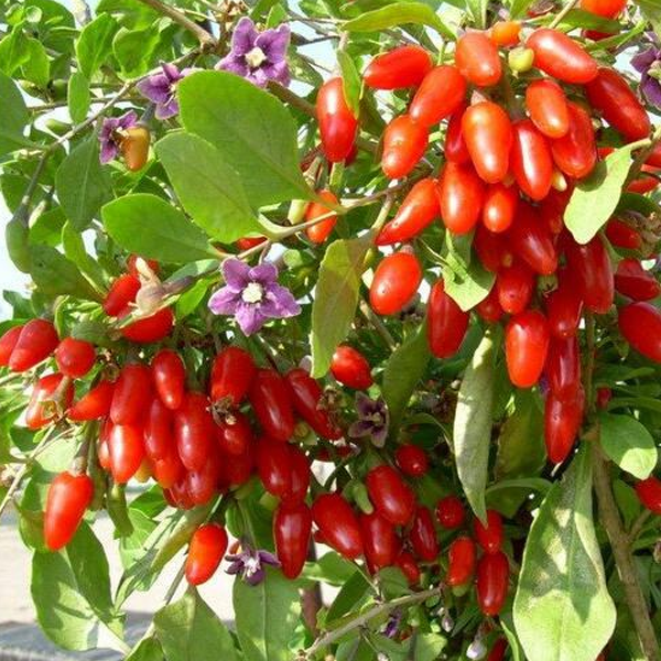 Dwarf Bush Berry Fruit Seeds