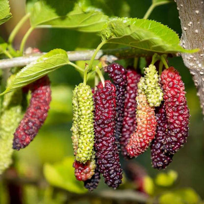 200 PCS Organic Mulberry Seeds