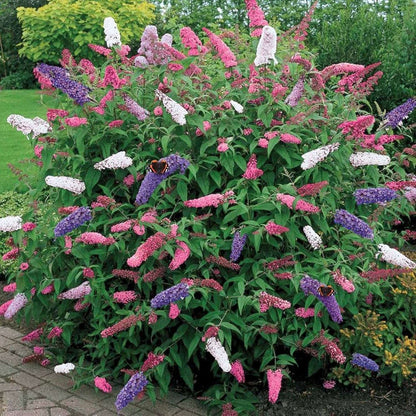 215 Mixed Colors Butterfly Bush Seeds Buddleia Davidii Fragrant Attract Pollinators Bloom in Summer Deciduous Shrub Gardens Landscaping Outdoor