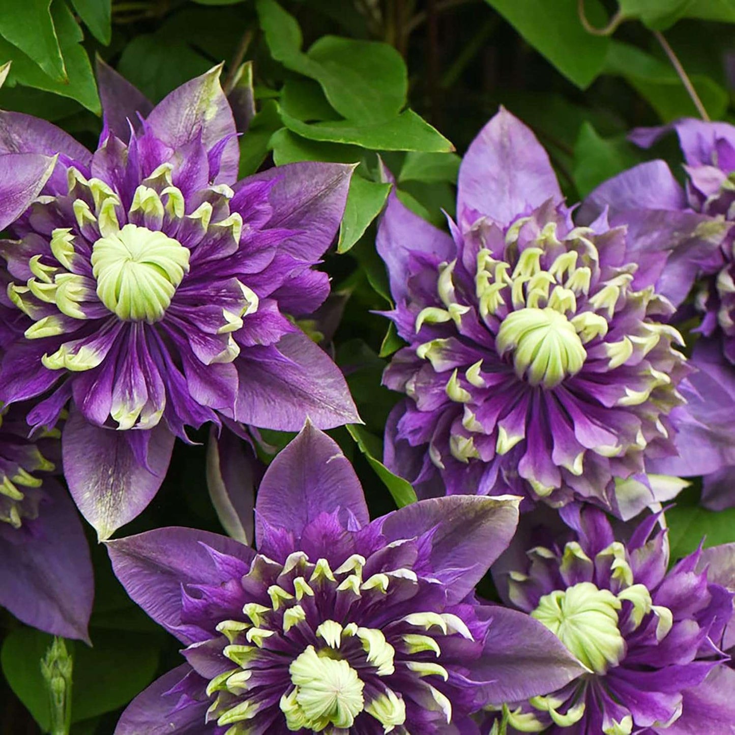 100 Pcs Clematis Seeds Double Dark Purple for Planting Exotic Eye Appeal Heirloom