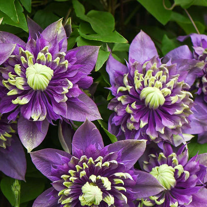 100 Pcs Clematis Seeds Double Dark Purple for Planting Exotic Eye Appeal Heirloom