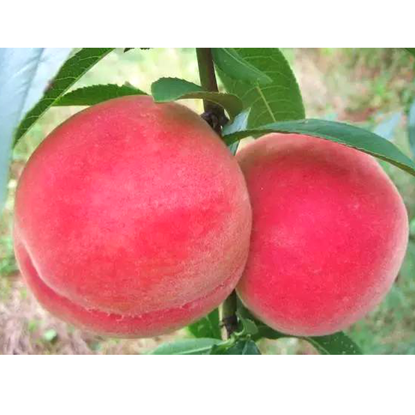 Small Potted Tree Flat Peach Seeds