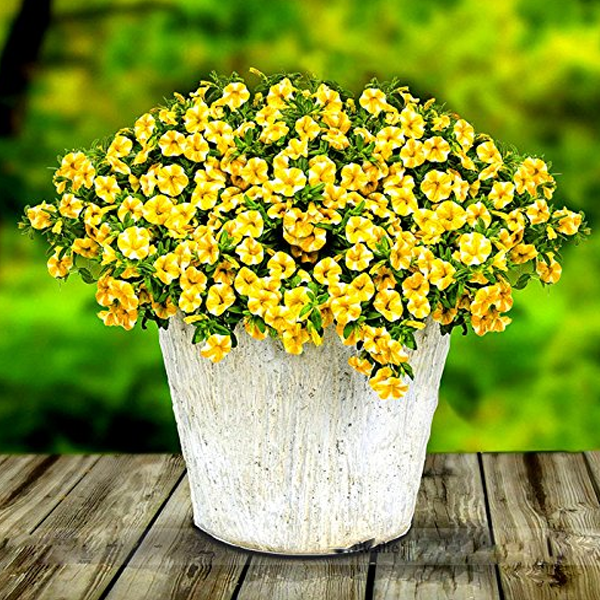 Lemon Slice Calibrachoa Petunia Flower Seeds