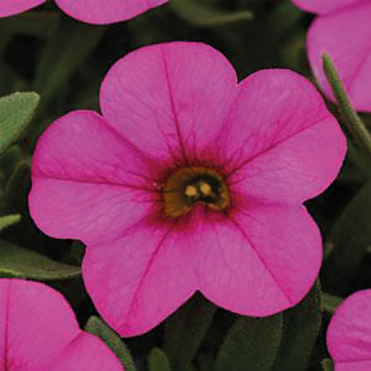 Multicolor Calibrachoa Kabloom Flower Seeds