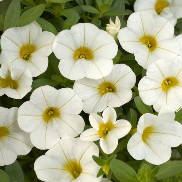 Multicolor Calibrachoa Kabloom Flower Seeds