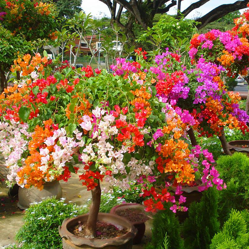100 Pcs Bougainvillea Seeds - Vibrant and Exotic Flower Seeds for Your Garden