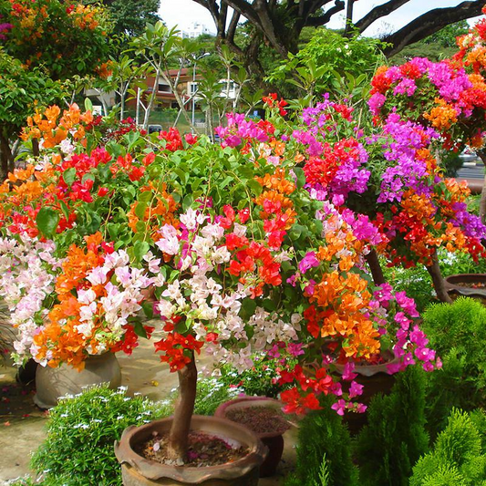 100 Pcs Bougainvillea Seeds - Vibrant and Exotic Flower Seeds for Your Garden