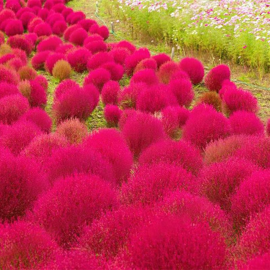 100 Pcs Red Broomsedge Seed