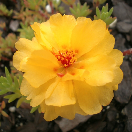 Bright Yellow Calendula Flower Seeds