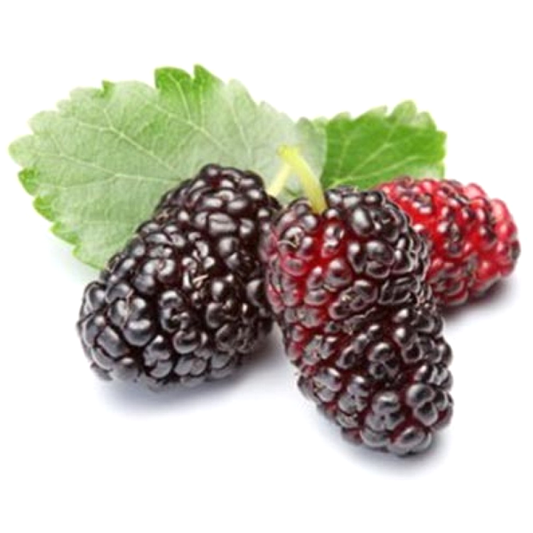 Miracle Mulberry Fruit Seeds