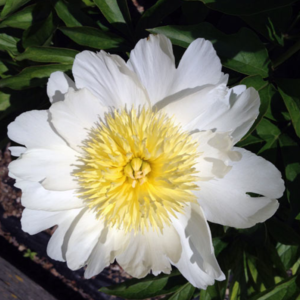 White Lily Calendula Flower Seeds