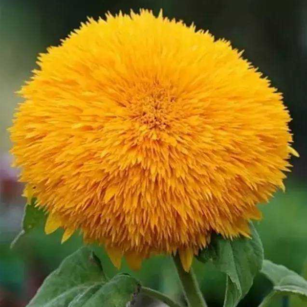 Teddy Bear Sun Flowers Seeds