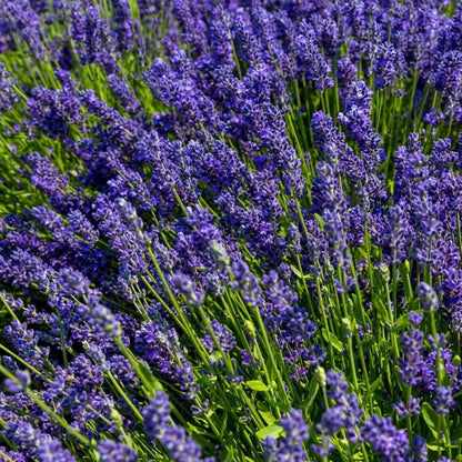 100 PCS Lavender Seeds - Pure & Fresh, Ideal for Creating a Fragrant Garden Oasis