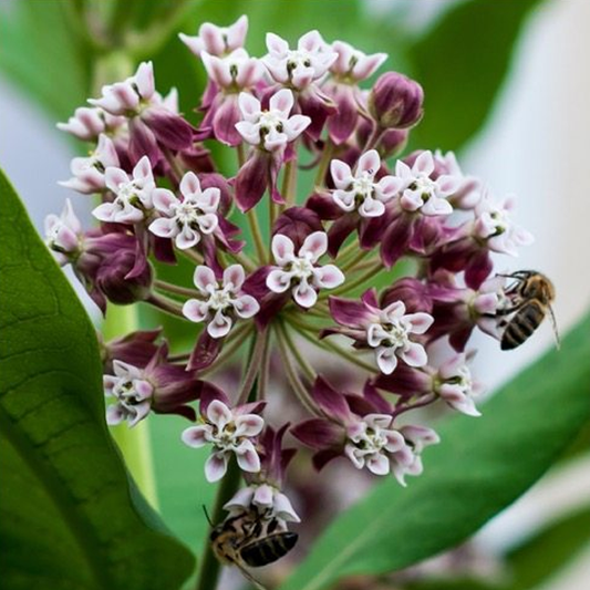 Black Asclepias Syriaca Flower Seeds