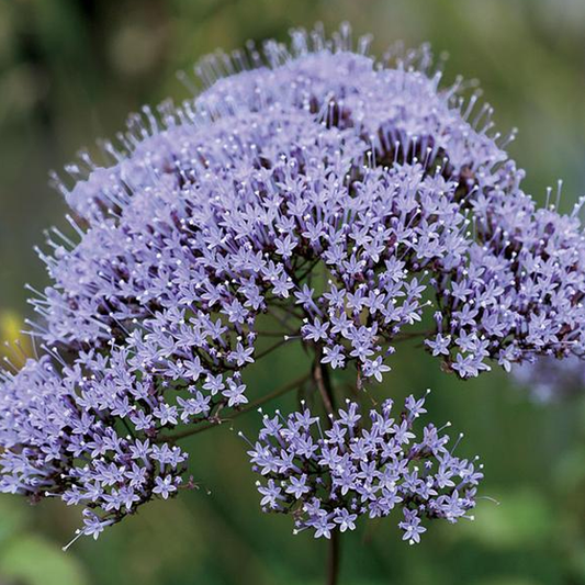 Orchid Trachelium Caeruleum Flower Seeds