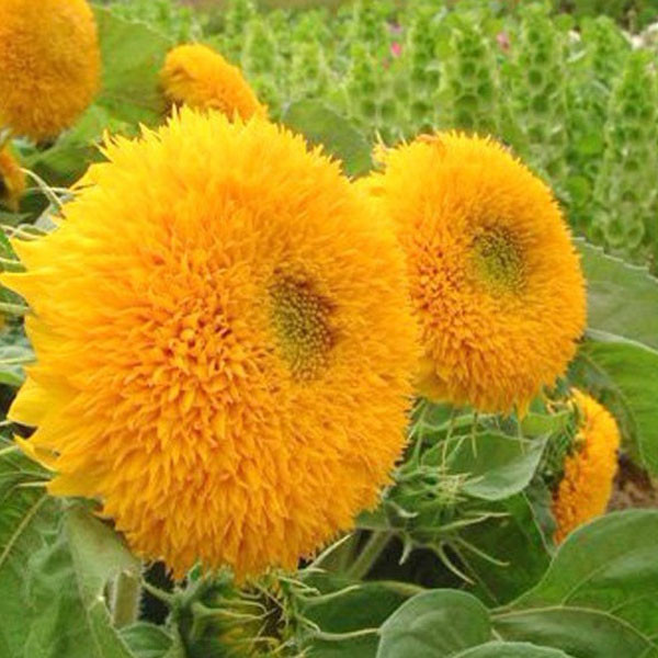 Teddy Bear Sun Flowers Seeds