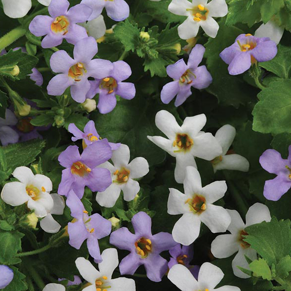 Utopia Mix Bacopa Seeds