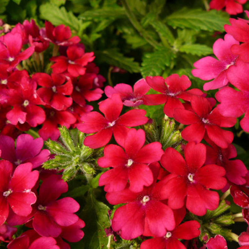 Dark Red Verbena Seeds