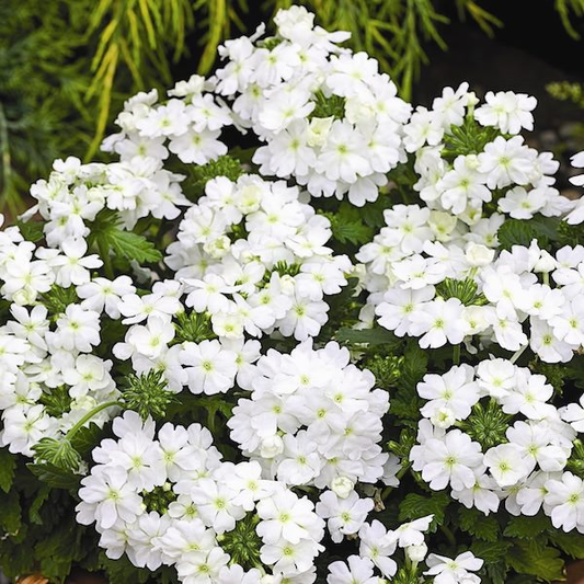 White Verbena Seeds