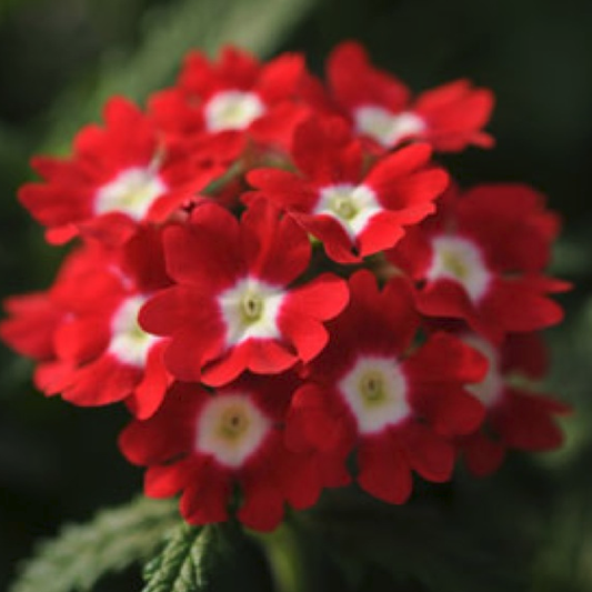 Pink/White Verbena Seeds