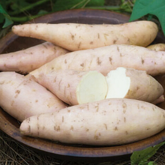 Sweet Potato Seeds