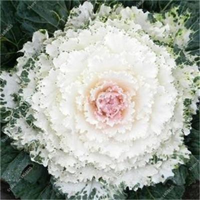 White Collard Vegetable Seeds