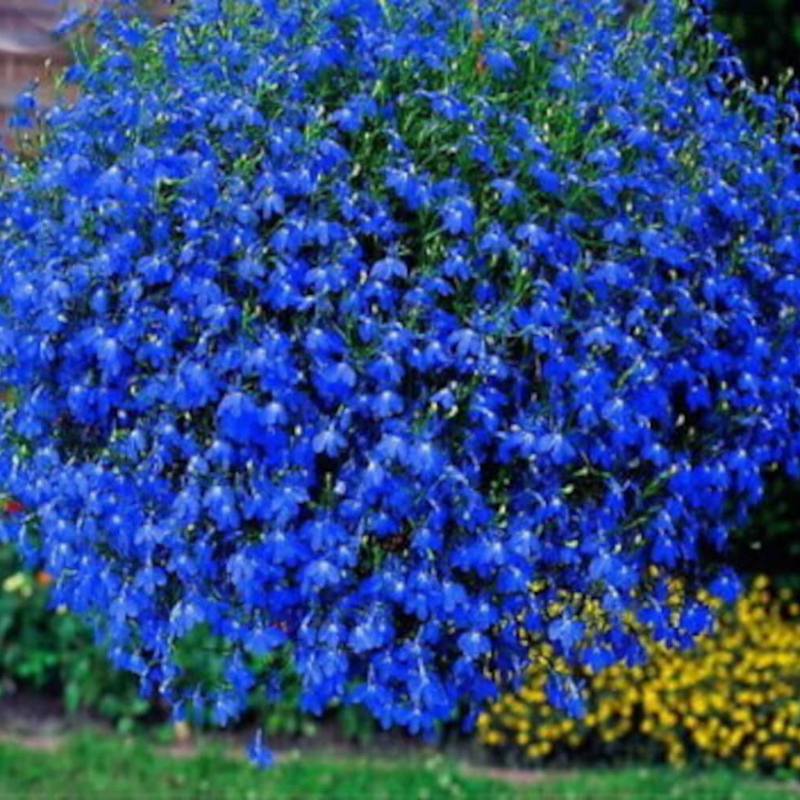 Blue Lobelia Flower Seeds