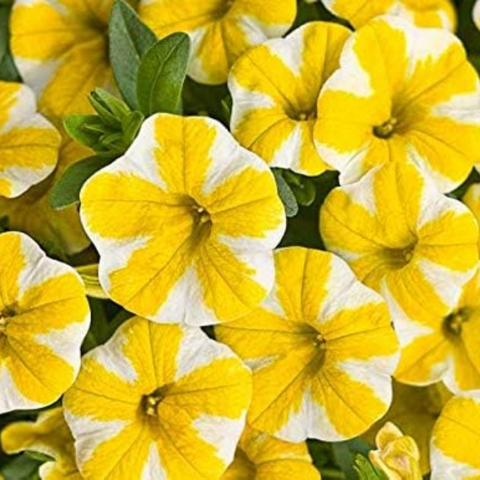 Lemon Slice Calibrachoa Petunia Flower Seeds