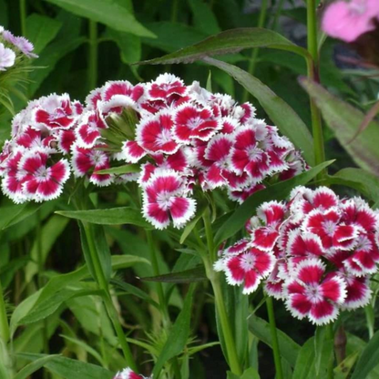 Sweet William Dianthus Flower Seeds