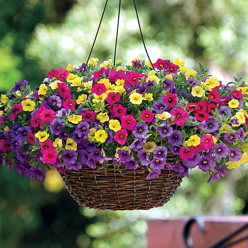 Calibrachoa Petunia Flower Seeds