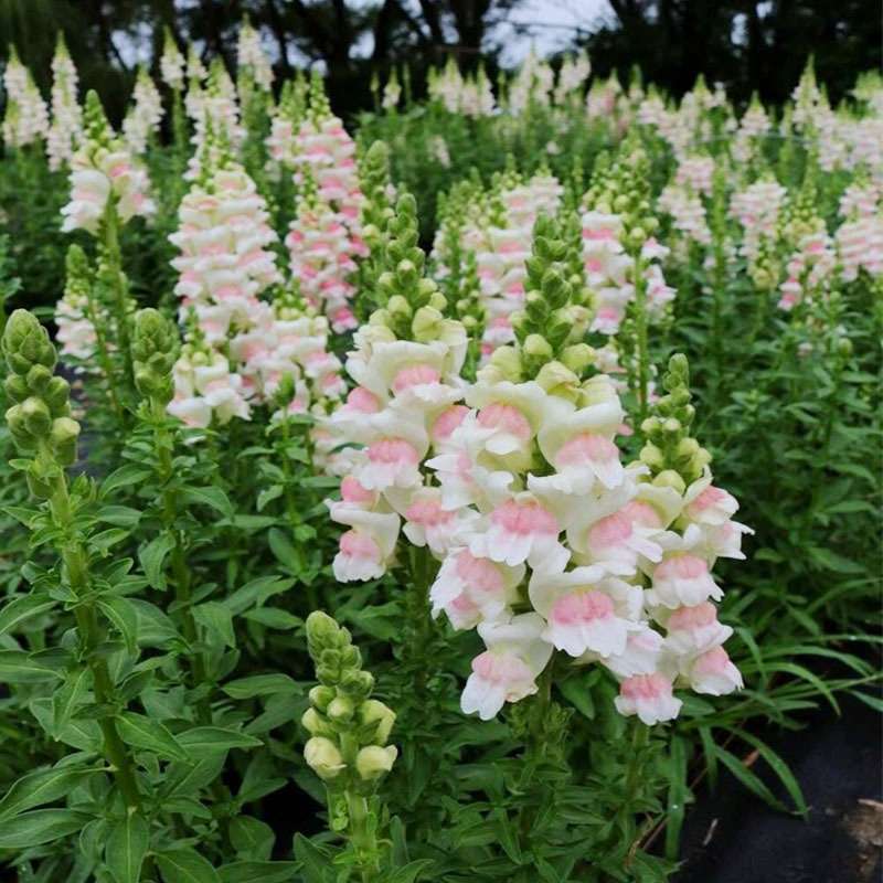 100 PCS Vibrant Pink & White Snapdragon Flower Seeds