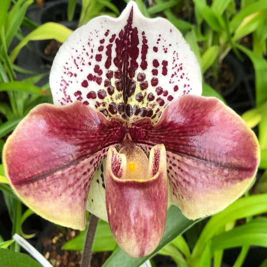 The Of Maverick New 200Pcs Butterfly Orchid Seeds Black Universal