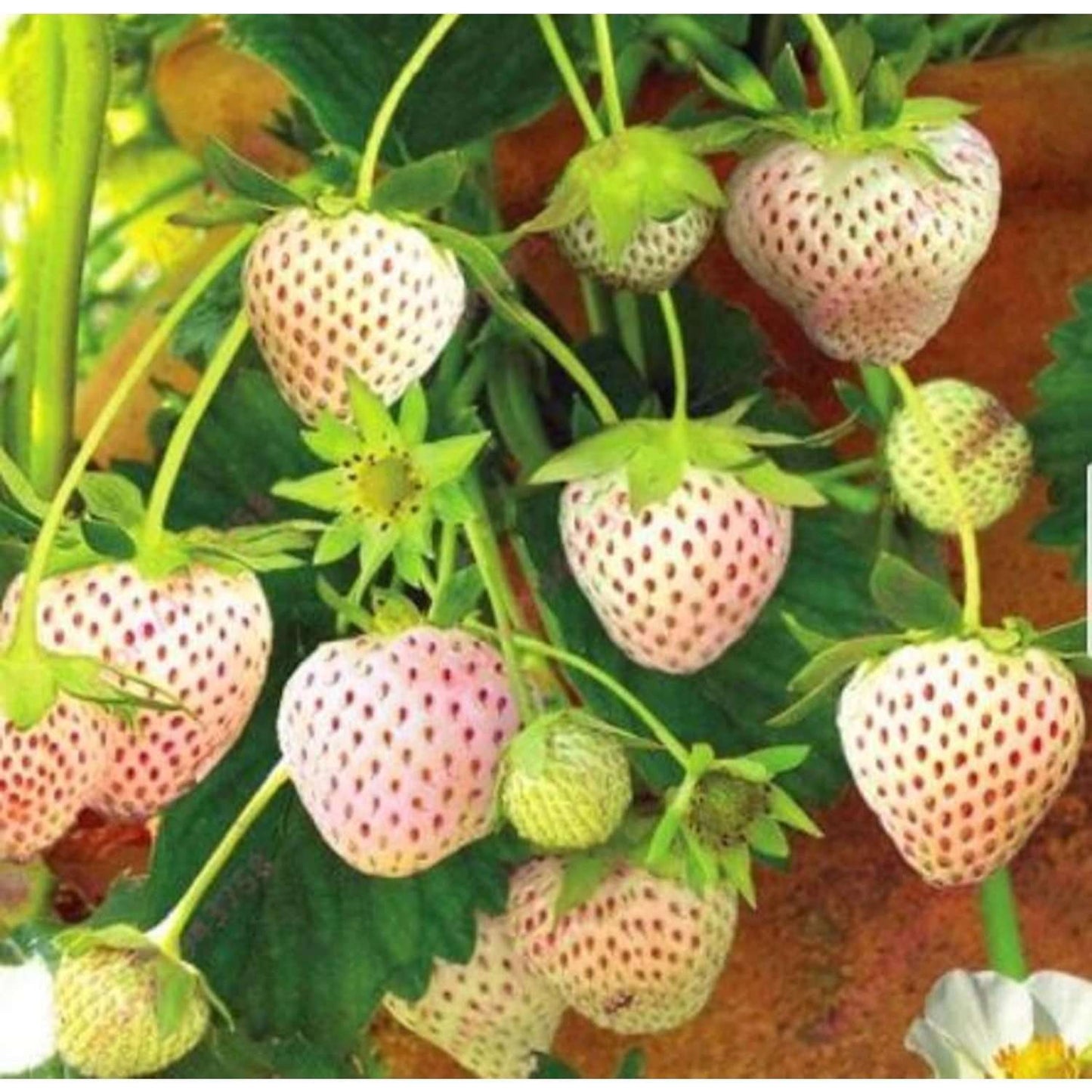 1000 PCS Tasty White Strawberry Seeds - Non GMO