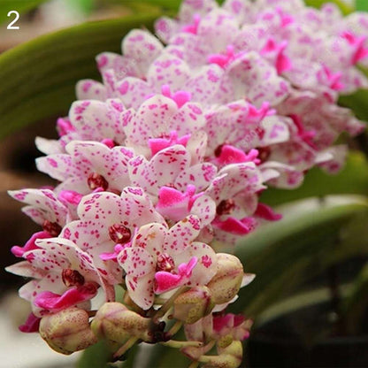 100 fragrant Cymbidium seeds