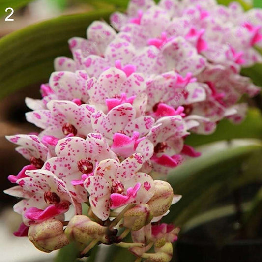 100 fragrant Cymbidium seeds
