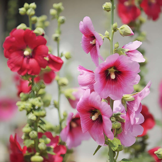 300pcs double mixed hollyhock seeds, rare Alcea rosea annua spring celebrity crimson, non-GMO heirloom, great gift.