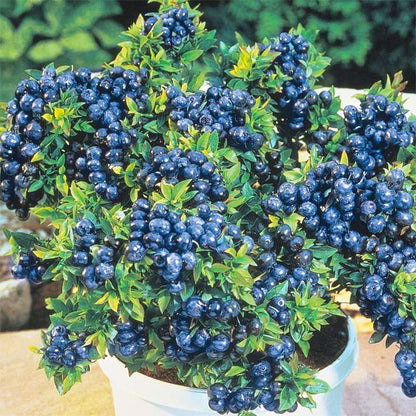 500+Blueberry Bush Seeds for Planting -Non GMO