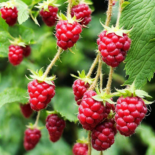 200 PCS Raspberry Seeds - Grow Your Own Delicious Berries!
