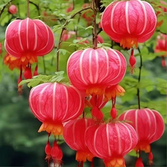 Four Seasons flowering Lantern Pitcher Flower 100 Seeds for Courtyard Balcony