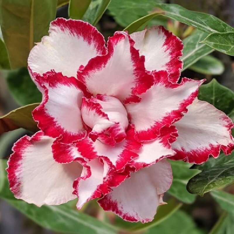100 PCS Pink Edge Double Desert Rose Seeds