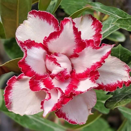 100 PCS Pink Edge Double Desert Rose Seeds