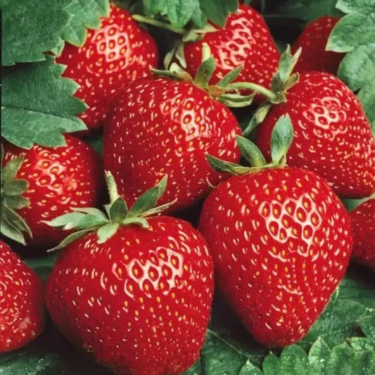 Sweet Milk Strawberry Seeds for Planting(Non-GMO) - 1000 PCS