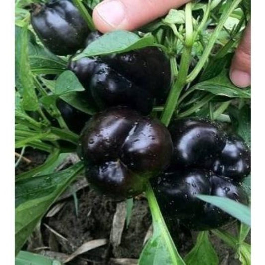 Dark Purple Bell Pepper Seeds