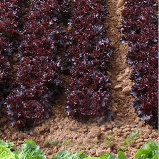 Purple Lettuce Leaf Seeds