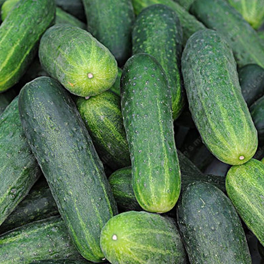 Crispy Cucumber Seeds